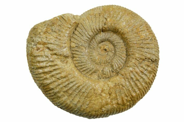Jurassic Ammonite (Perisphinctes) Fossil - France #363584
